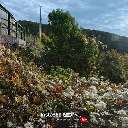 The Quiet Yellow House